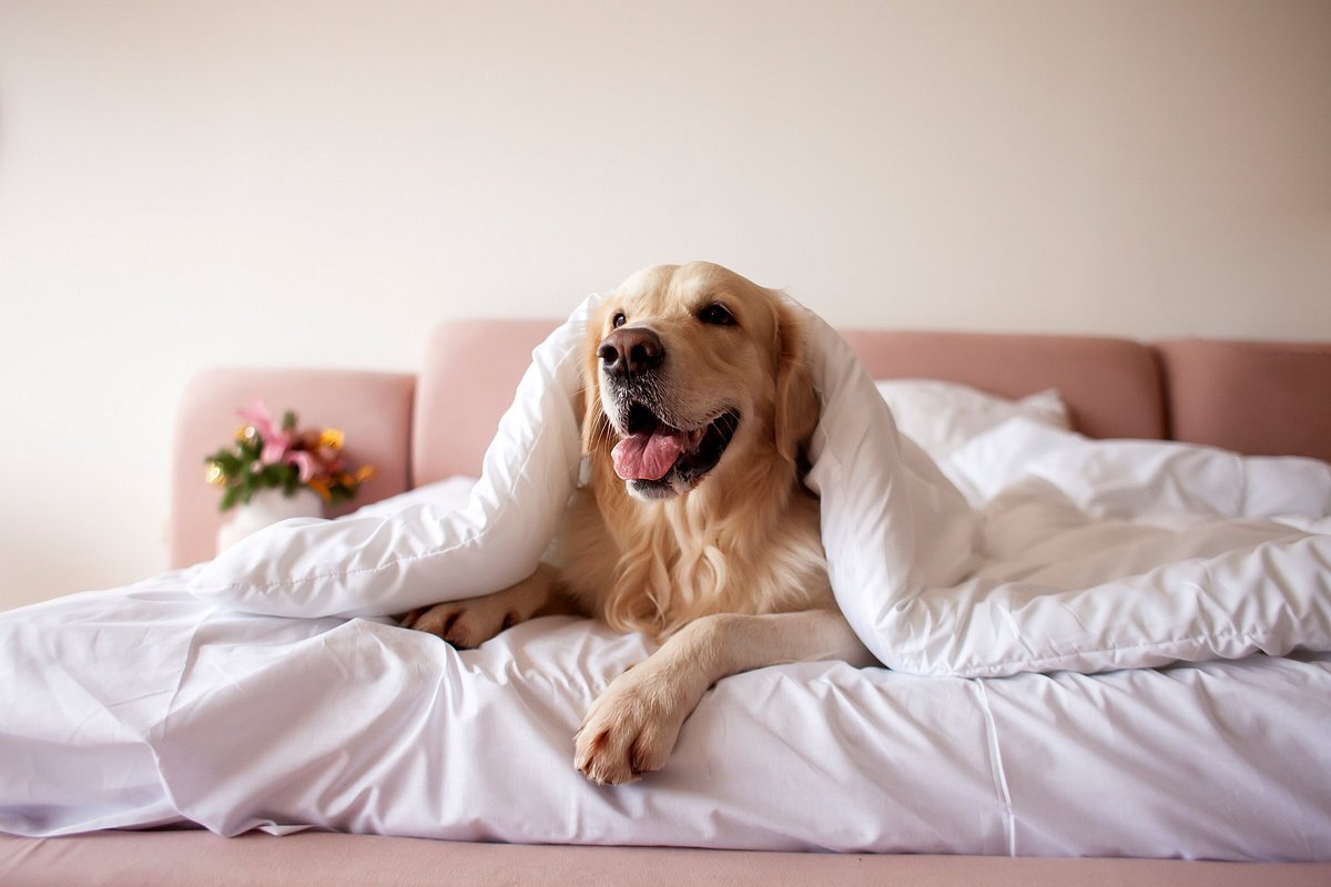 Best Pet-Friendly Hotels for Traveling With Your Dog (2026)